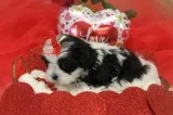 CKC Reg. Malti-tzu Male Puppy