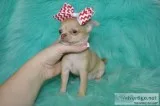 Tea cup chihuahua puppies-chicago