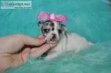 Tea cup chihuahua puppies-oklahoma city