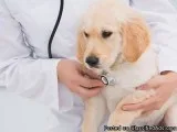 How to Find an Affordable Mobile Vet Clinic in Atlanta
