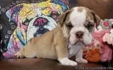 ENGLISH BULLDOG PUPPIES FOR SALE