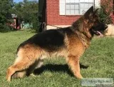AKC German Shepherd