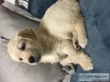 Female Golden Retriever For Sale