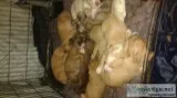 ten male pit bull puppies