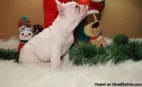 Clean French Bulldog Puppies