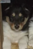 Henriette Female Collie