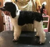 Awesome Standard Poodle Puppies for Sale