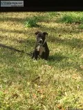 Razors edge and boudreaux female pitbull