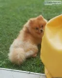 sweet pomeran puppy for adoption