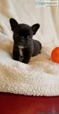 Healthy black French Bulldog Puppies for Sale