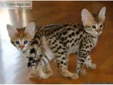 SAVANNAH kittens for sale