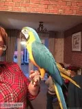cute macaw for sale