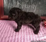 Beautiful Miniature Poodle Puppies for Sale