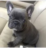 FRENCH BULLDOG PUPPIES FOR SALE