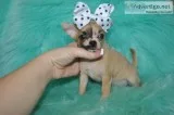 Tea cup chihuahua puppies-san francisco