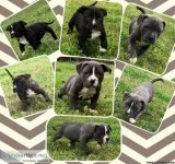 Pitbull puppies (Katy TX)
