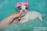 Tea cup chihuahua puppies-las vegas