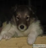 Helena Female Collie