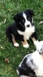 Australian Shepherd s 9weeks