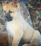 Puppy (Belgian Malinois )