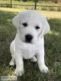 White English Lab Puppies AKC