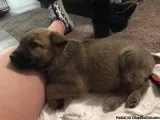 Belgian Malinois Male Puppy
