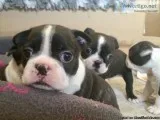 Boston Terrier puppys for sale