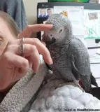 Top quality DNA tested African Parrots