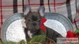 Sarah Female AKC French Bulldog