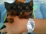 AKC Reg Teacup Yorkie Puppies
