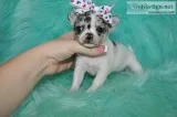 Tea cup chihuahua puppies-san diego