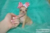 Tea cup chihuahua puppies