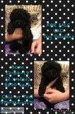 CKC Male Toy Poodles