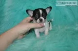 Tea cup chihuahua puppies-indianapolis