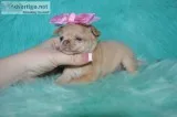 Tea cup chihuahua puppies-fort worth
