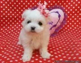 Ckc Healthy Maltese Puppies For Sale