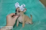 Tea cup chihuahua puppies-seattle