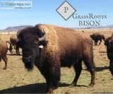 Harvest Bison Hunt