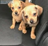 Graco Car Seat