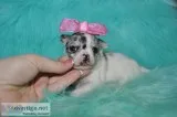 Tea cup chihuahua puppies phoenix