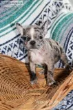 Cody Male Frenchton