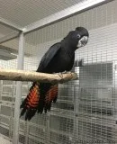 Red-tailed black cockatoo for rehoming tEXT ME AT   424 261 0379