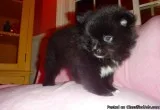 pom puppies for sale
