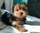 ADORABLE TEA CUP YORKIE PUPPIES FOR SALE