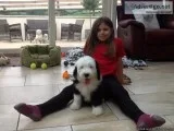 Adorable Old English Sheepdog Puppies