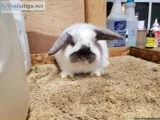 Holland lop bunny