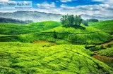 Enjoy the calm and Mesmerizing Nature at Munnar.