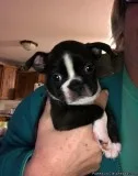 Ckc Bassed Hound Puppies Ready Now