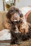 Princess Female Cocker Spaniel ACA