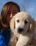 Healthy Golden Retriever Puppies for Sale